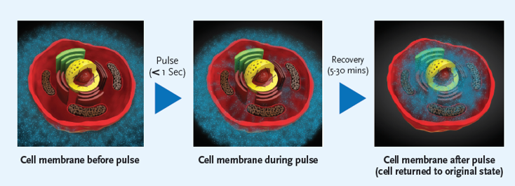 Graphic showing how ePORE therapy works on treating patients